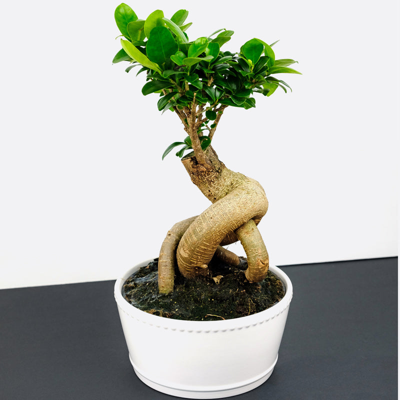 Wo Bonsai draufsteht sollte auch Bonsai drin sein