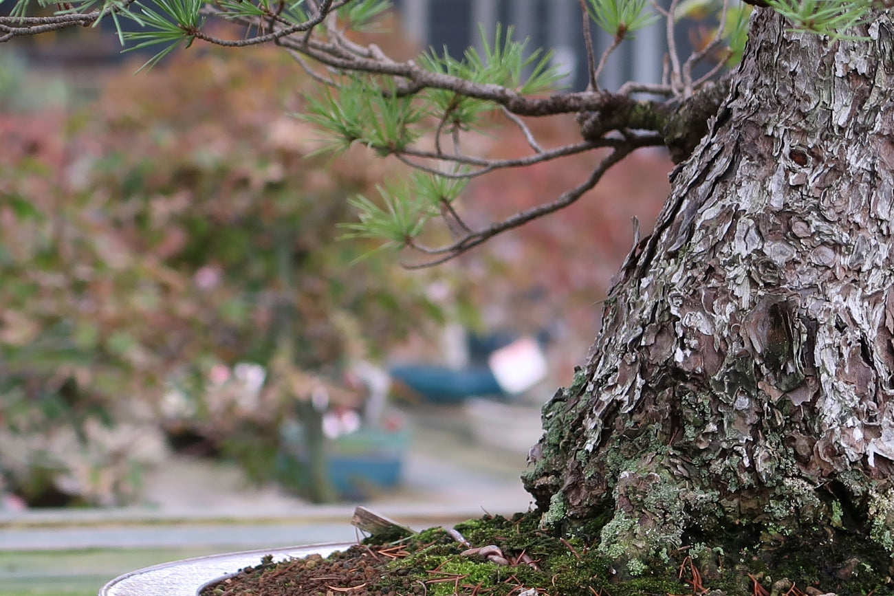 Pinus - Kiefer