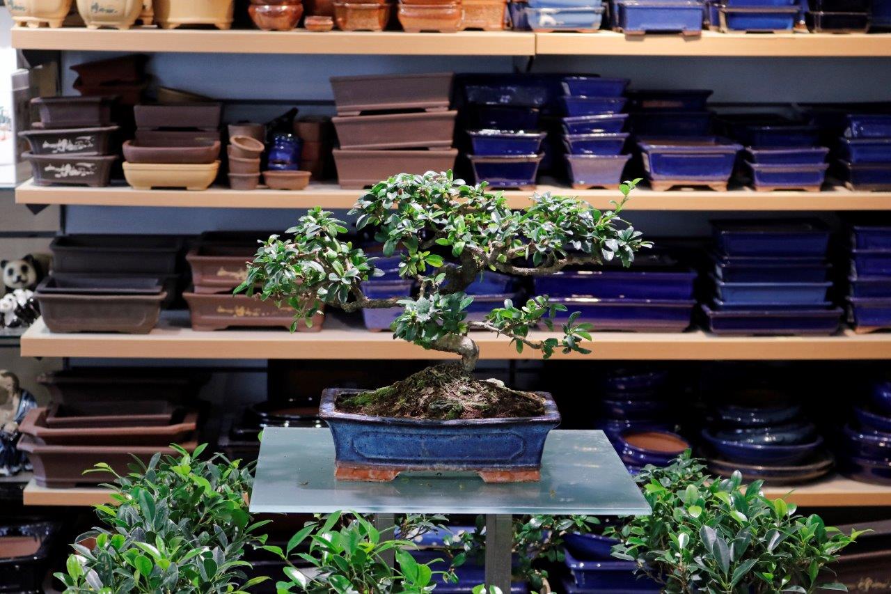 metal bonsai 40” Podocarpus Artificial Bonsai Tree in Metal Planter main image 0