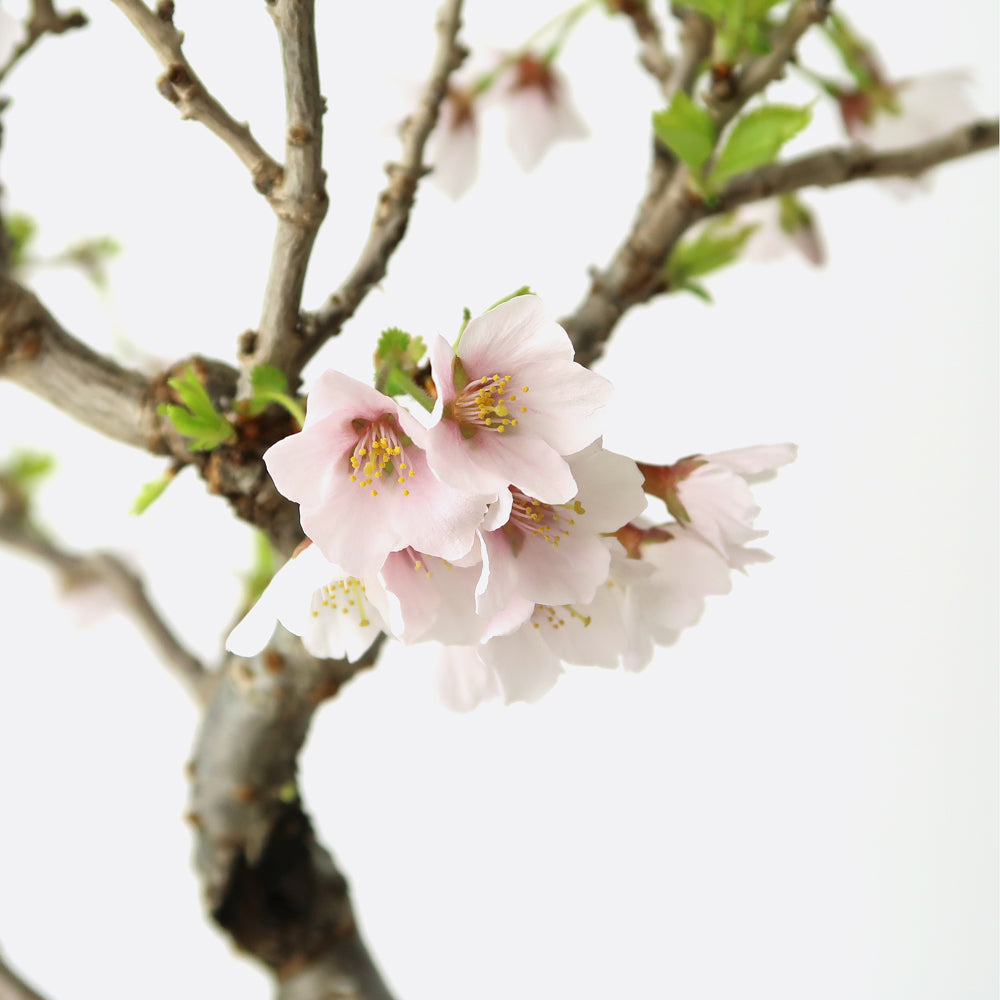 Prunus - Aprikose, Kirsche etc.