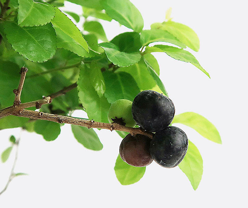 echter bambus sichtschutz Bambus-Sichtschutz LIAO BLACK