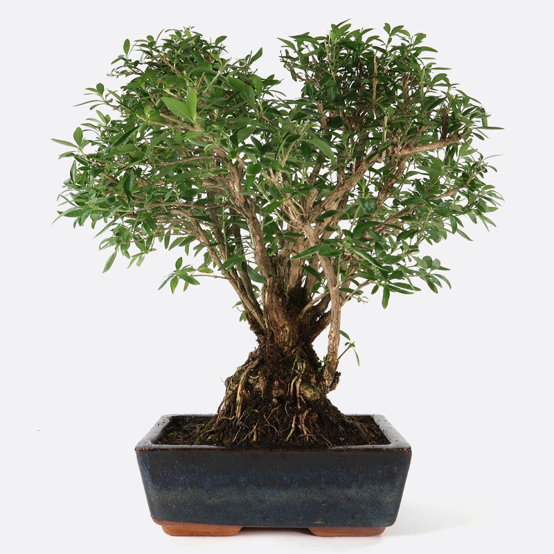 Serissa