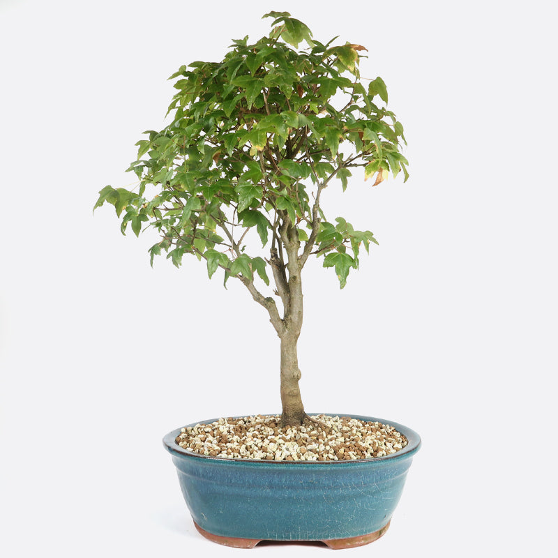 Acer buergerianum - Dreispitzahorn, ca. 16 jährig, 50-55 cm Gartenbonsai