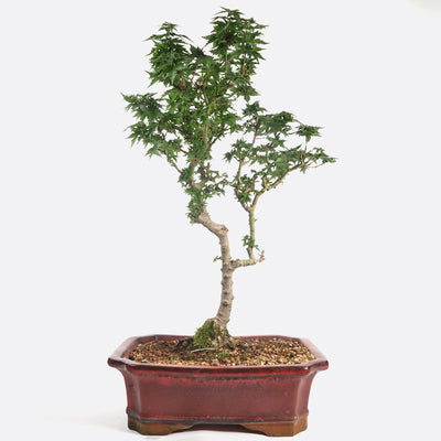 Acer palmatum shishigashira - Löwenkopfahorn, 15 jährig, 50-55 cm, Gartenbonsai