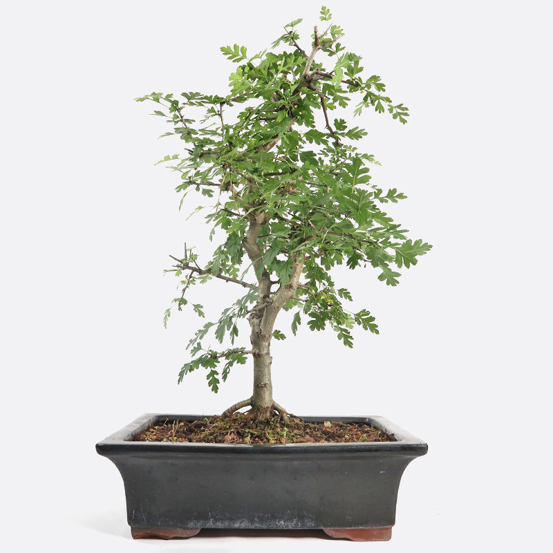Crataegus