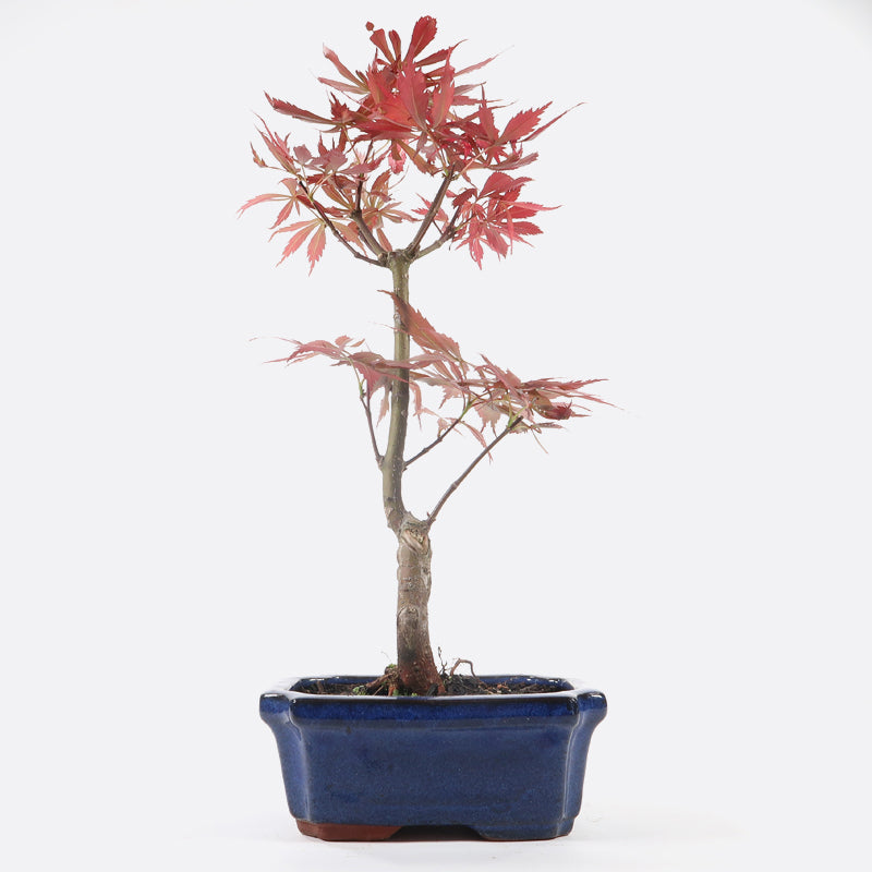 Acer atropurpureum - Roter Fächerahorn, ca. 7-8 jährig, 35-40 cm, Gartenbonsai