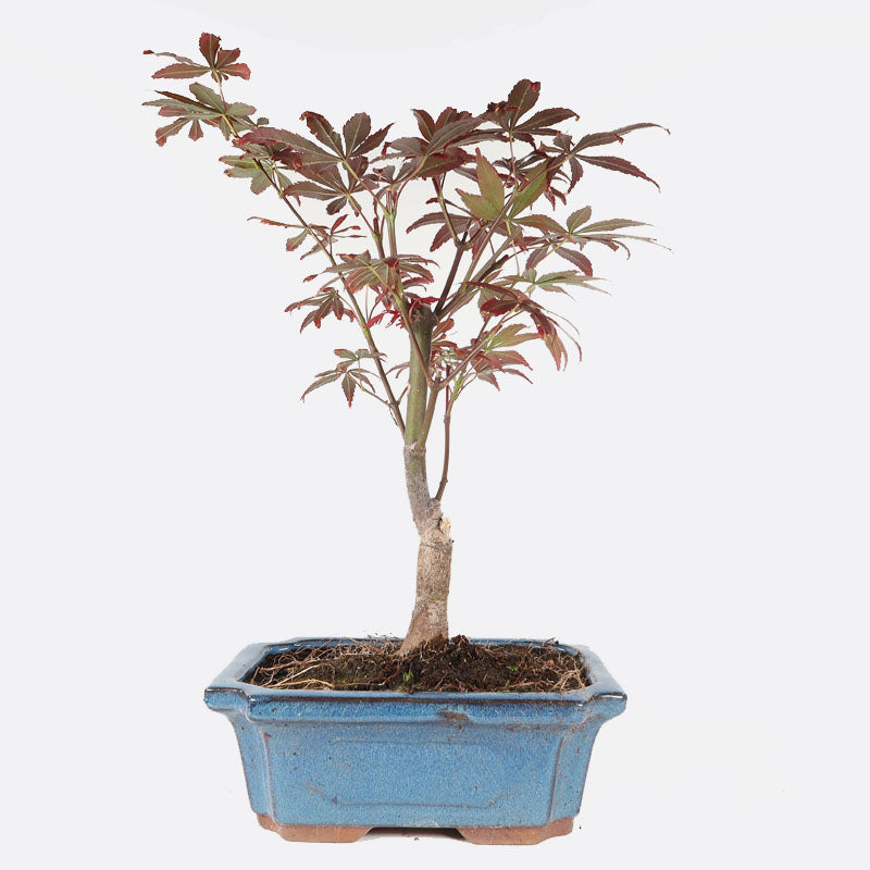 Acer atropurpureum