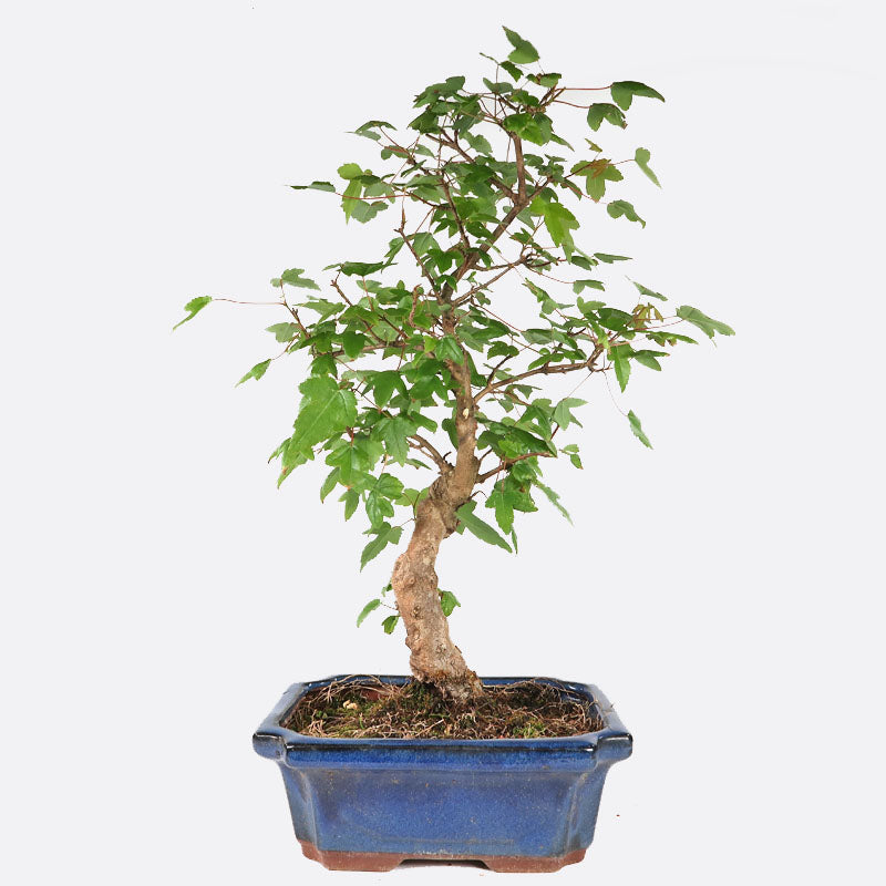 Acer buergerianum