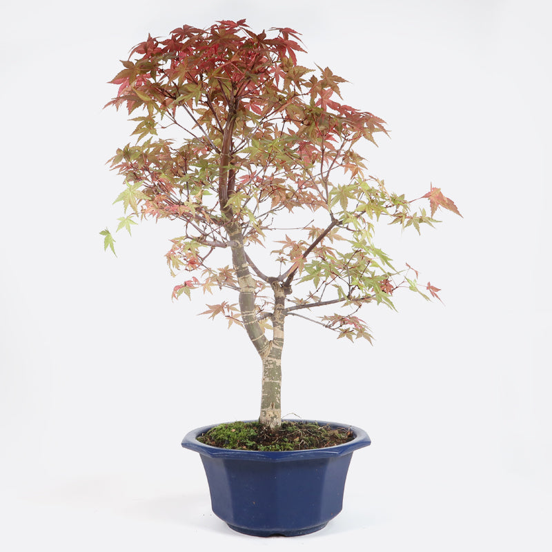 Acer deshojo - Rotgrüner Fächerahorn, ca. 16 jährig, ca. 50-55 cm, Gartenbonsai