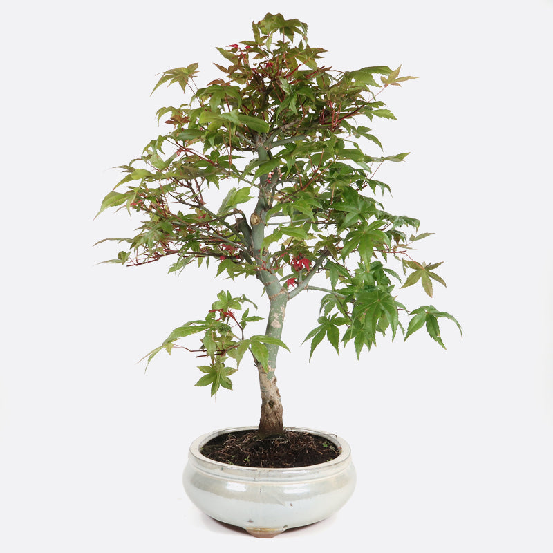 Acer deshojo