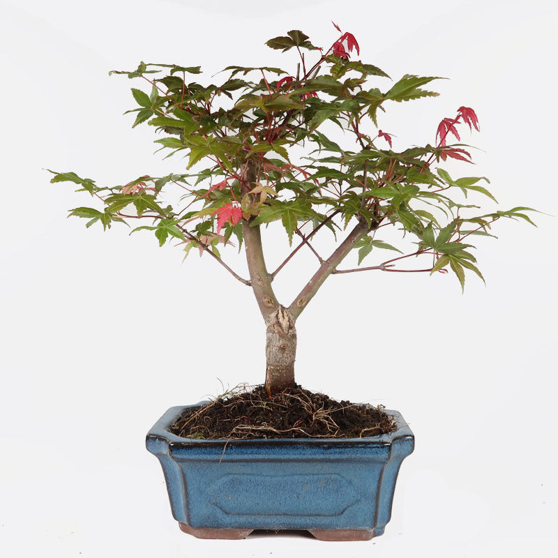 Acer deshojo