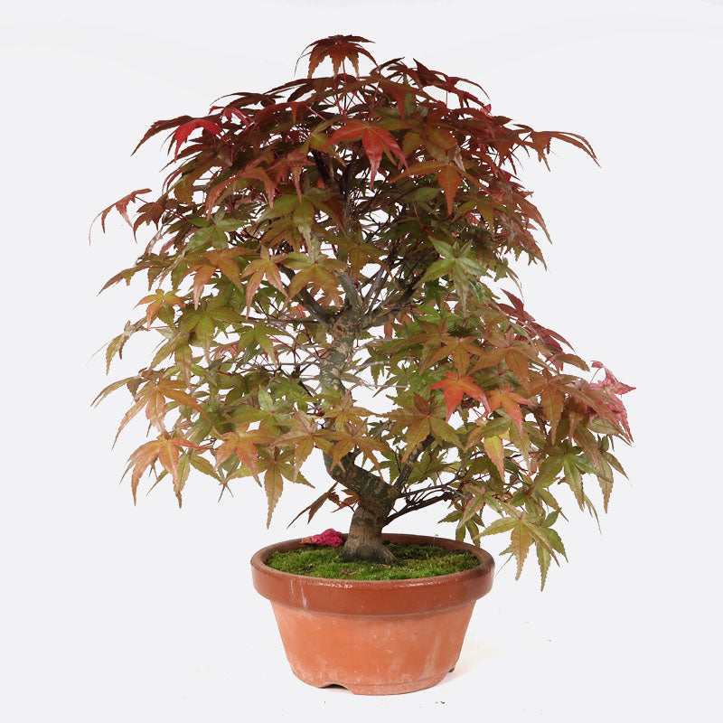 Acer deshojo