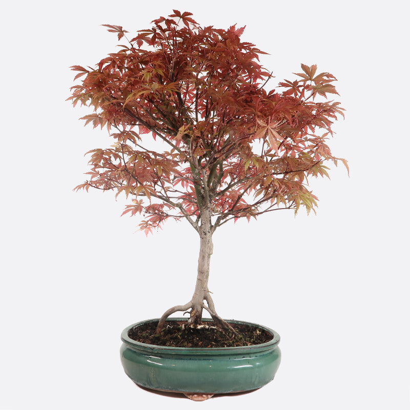 Acer atropurpureum - Roter Fächerahorn, ca. 17 jährig, 55-60 cm, Gartenbonsai