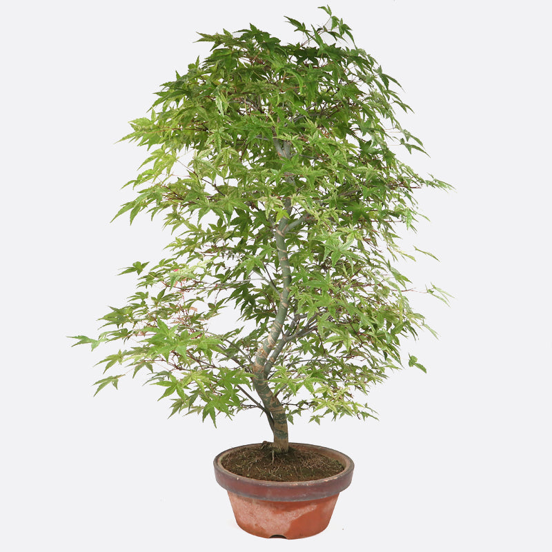 Acer palmatum