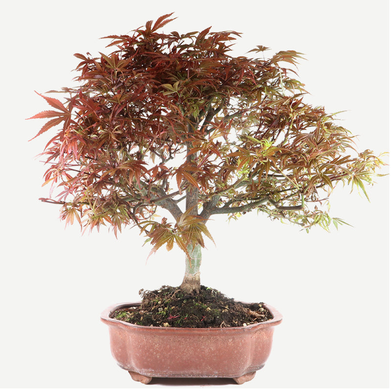 Acer shaina- Japanischer Fächerahorn, ca. 18 jährig, 50-55 cm, Gartenbonsai