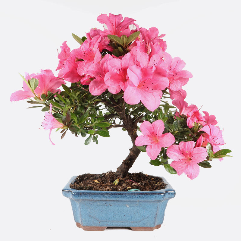 Azalea indicum