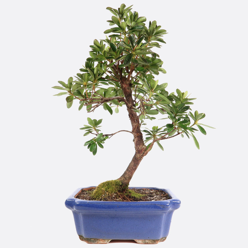 Azalea