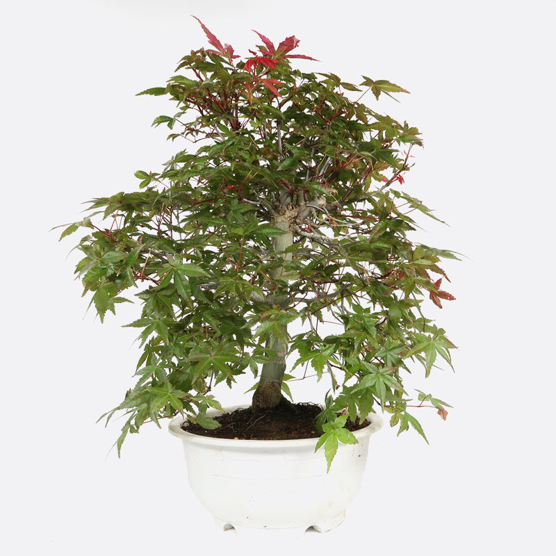 bonsai z Bonsai Tree main image 1