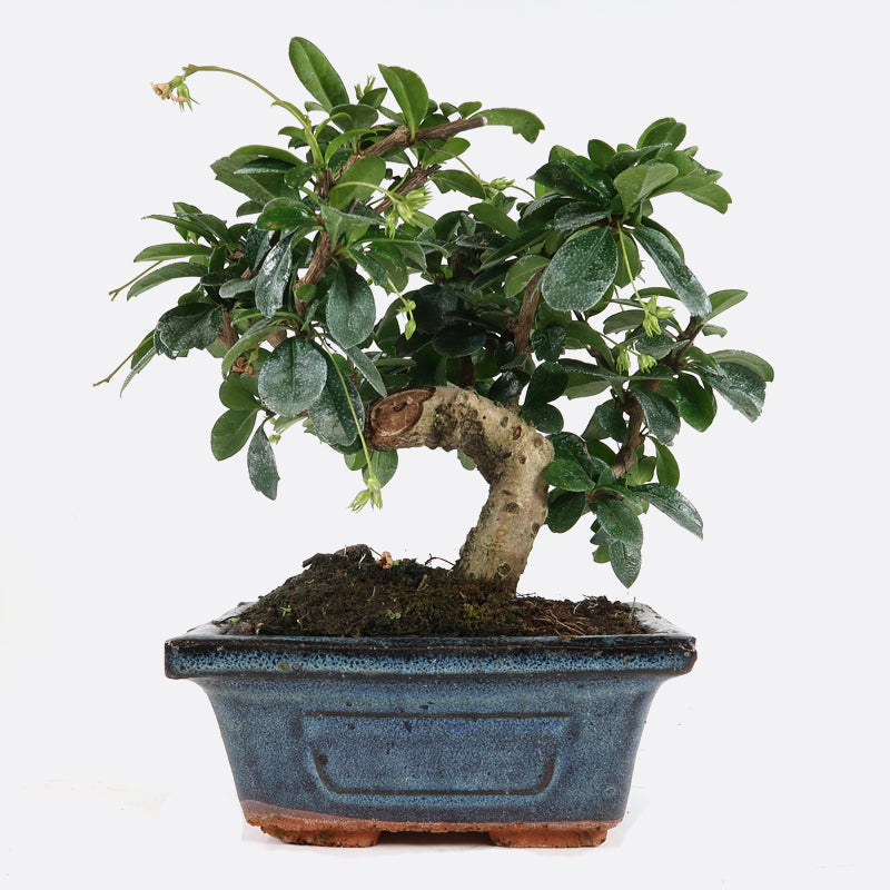 bonsai fukientee carmona Carmona