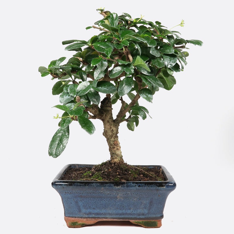 carmona microphylla bonsai pflege Carmona