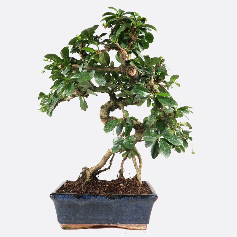 Carmona - Fukientee, Zimmerbonsai