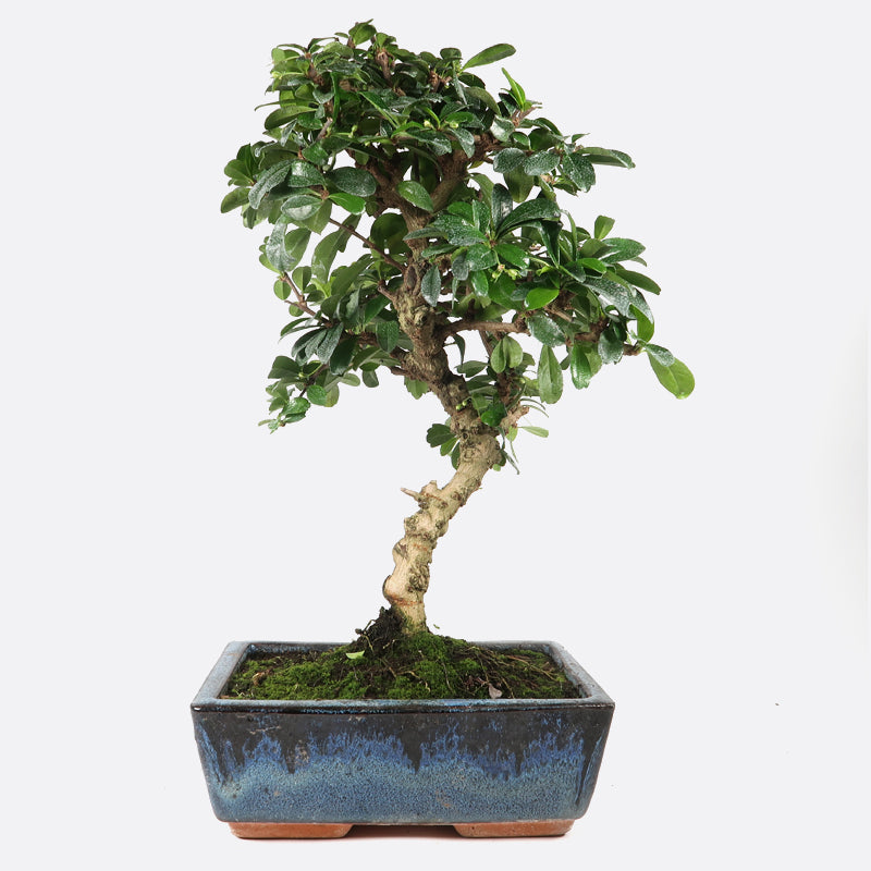 lebanese cedar bonsai Bonsai