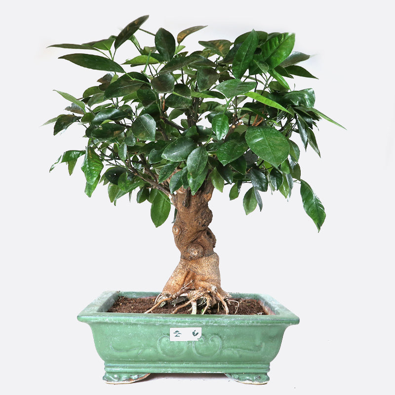 Citrus kumquat
