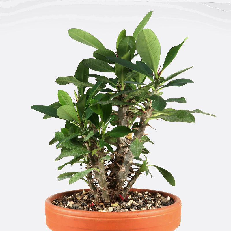 Euphorbia milii