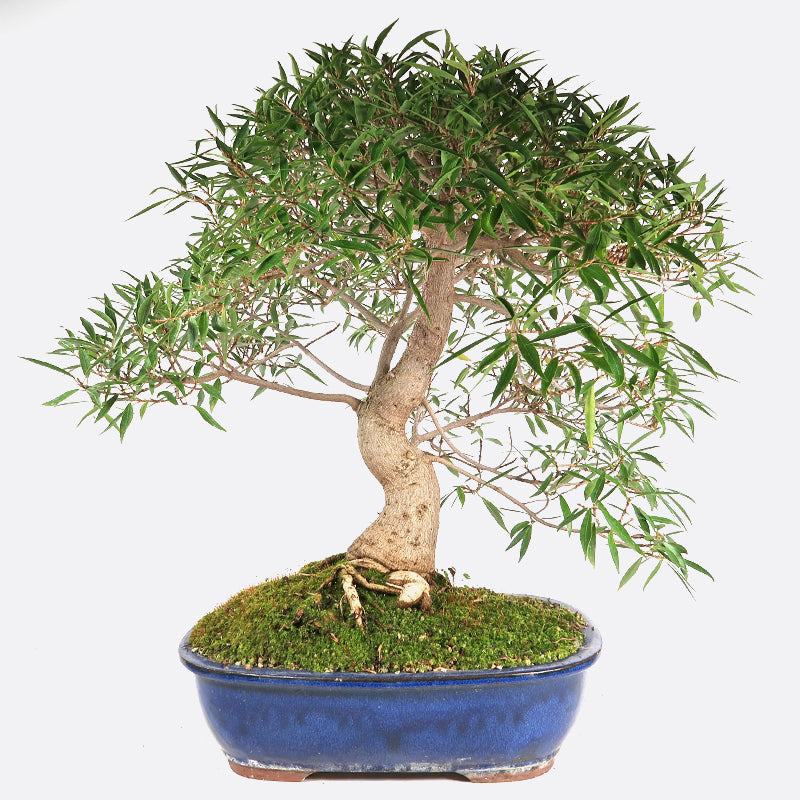 Ficus neriifolia
