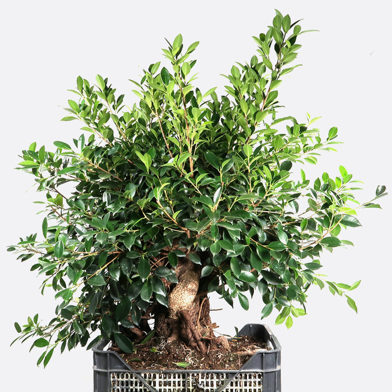 Ficus retusa