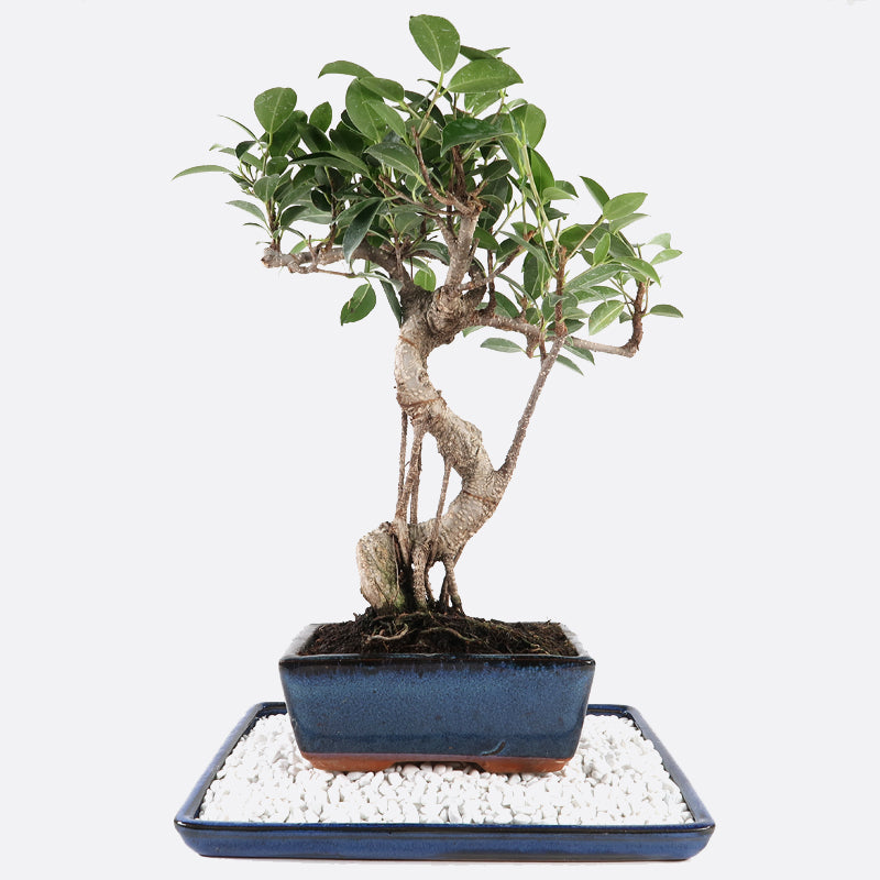 ficus retusa bonsai schneiden Ficus retusa mit Kiesteller