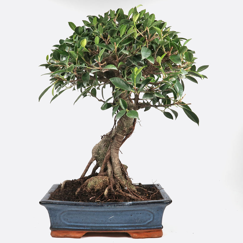 Ficus retusa