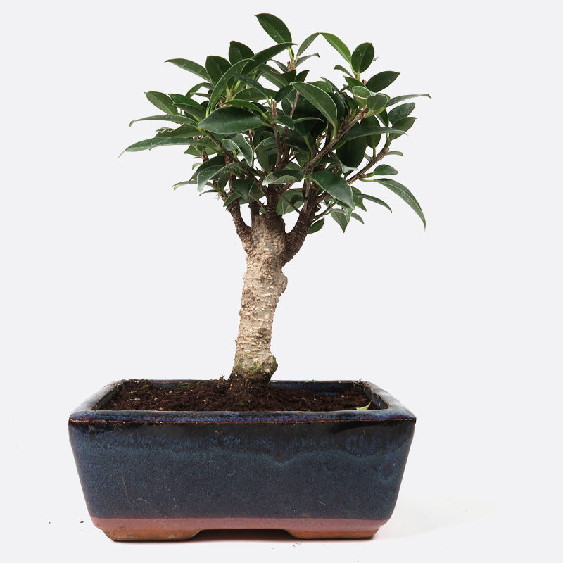 Ficus retusa