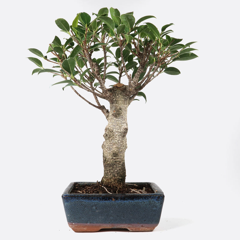Ficus retusa