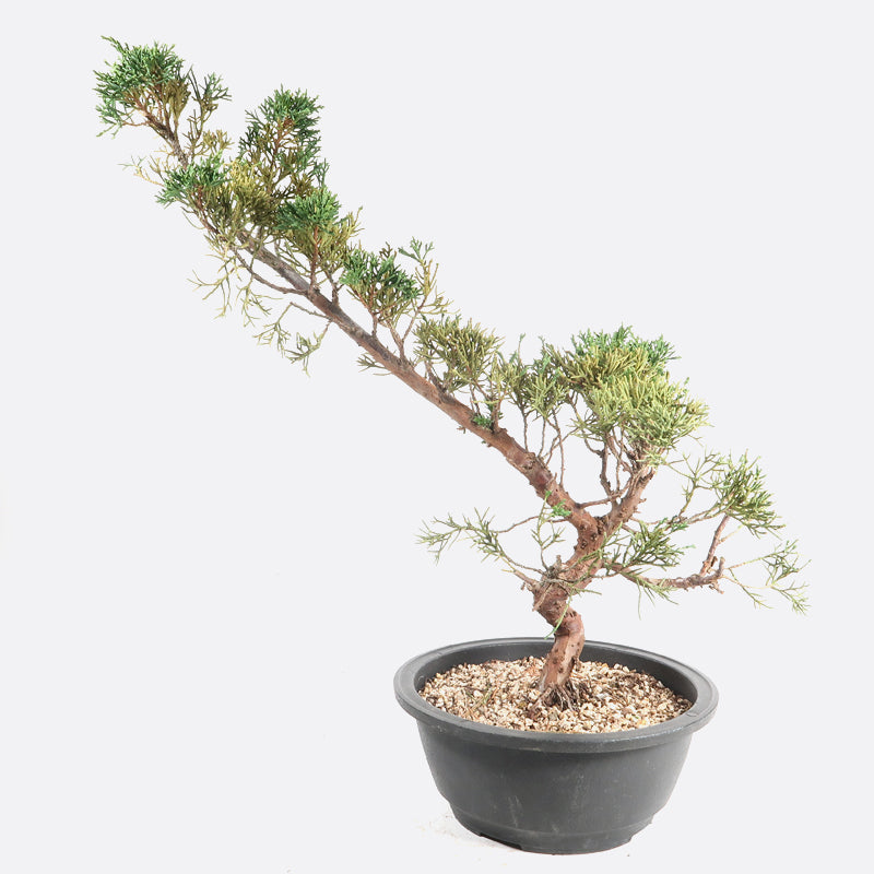 Juniperus - Wacholder, ca. 16 jhrig, 45-50 cm, Gartenbonsai