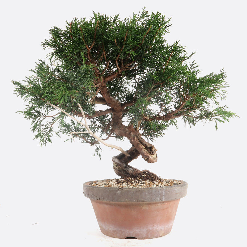 wacholder bonsai braune nadeln Juniperus