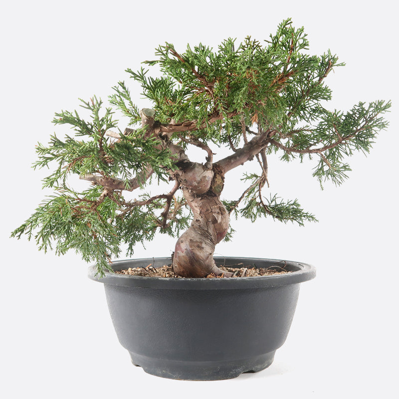 Juniperus - Wacholder, ca. 17 jährig, 30-35 cm, Gartenbonsai