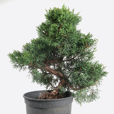 Workshop Chinesischer Wacholder - Juniperus chinensis