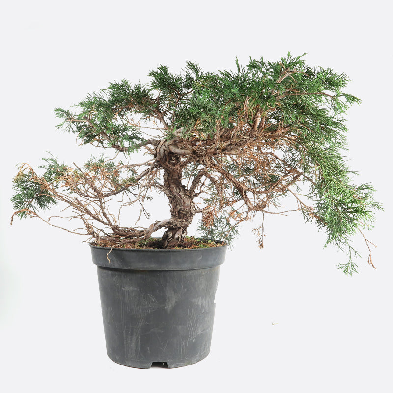 Juniperus