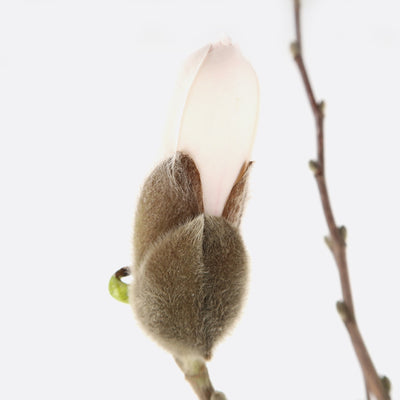 Magnolia stellata - Magnolie zum gestalten