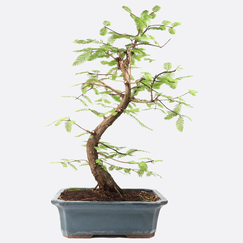 Metasequoia