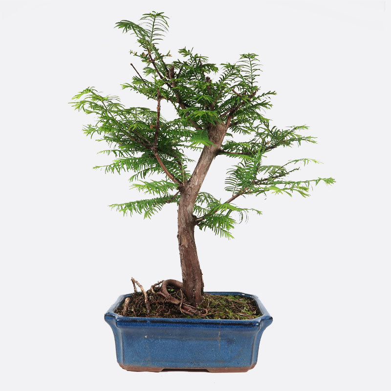 Metasequoia