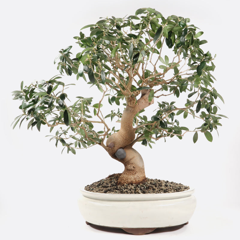Olea
