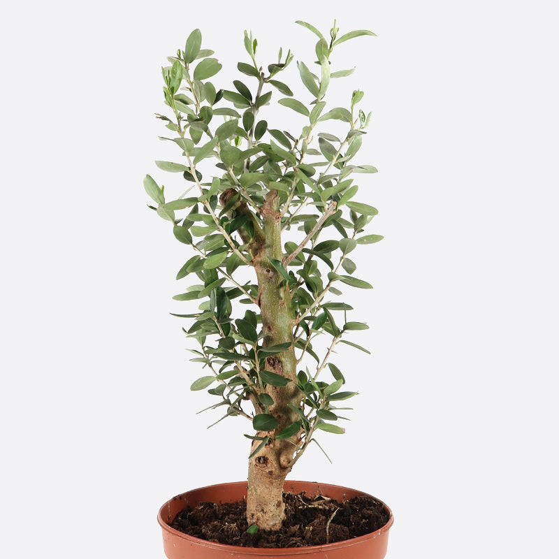 Olea - Olive, Pflanze zum Gestalten, Kalthaus/mediterran