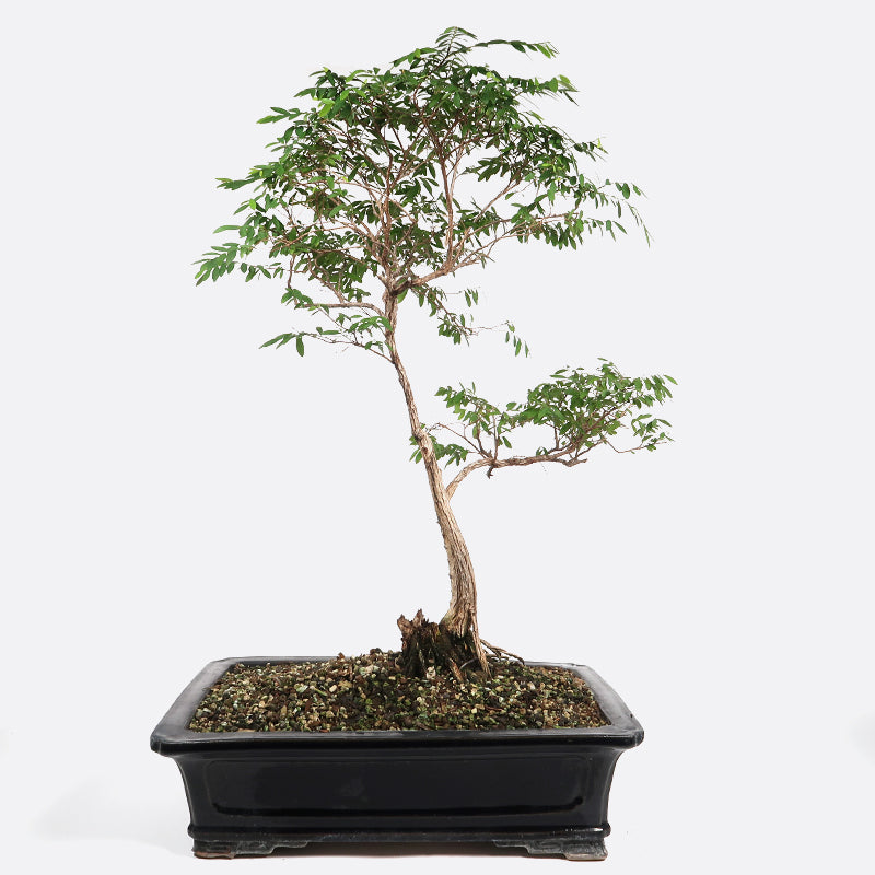 mandelbäumchen bonsai Phyllanthus emblica