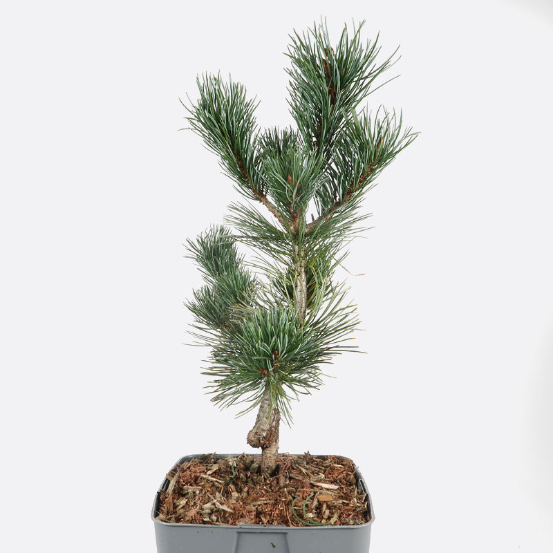 Pinus parviflora negishi - Kiefer, Pflanze zum Gestalten