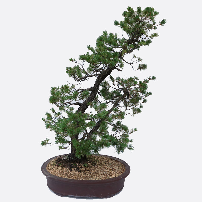 Pinus - Mädchenkiefer, ca. 53 jährig, 115-120 cm, Gartenbonsai