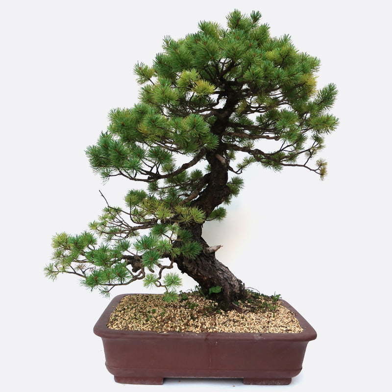 Pinus - Mädchenkiefer, ca. 49 jährig, ca. 90 cm, Gartenbonsai