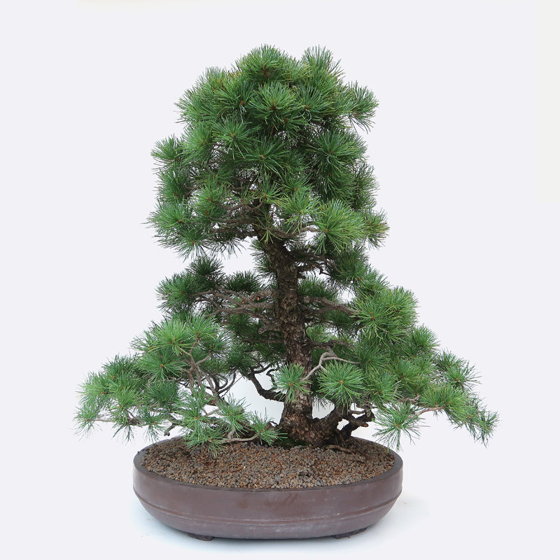 Pinus - Mädchenkiefer, ca. 48 jährig, ca. 81 cm, Gartenbonsai