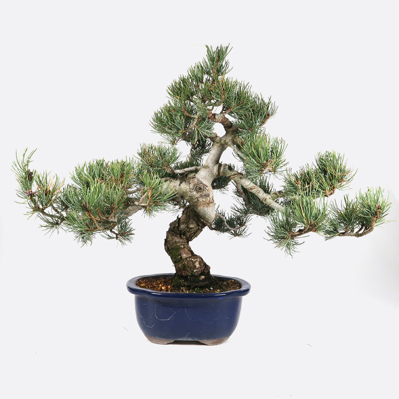 Pinus - Mdchenkiefer, Gartenbonsai
